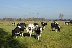 Cattle grazing, a major source of methane emission 1