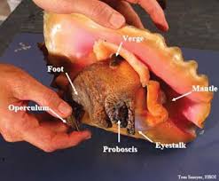 Fisher removing conch from corn shell